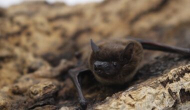 Rare evening bat recorded in northern Colorado