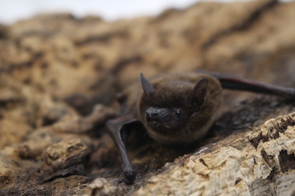 Rare evening bat recorded in northern Colorado