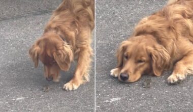 Video: Golden Retriever Goes Viral for Gently Blocking a Mouse's Path