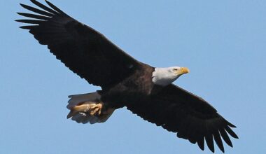 Tumwater eagle hit truck...