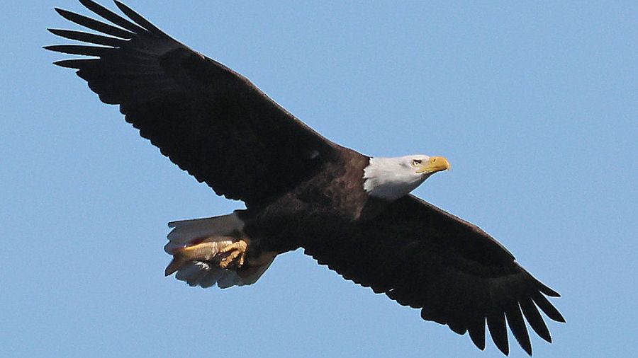 Tumwater eagle hit truck...