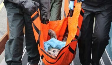 Harbor seal shot hood canal...