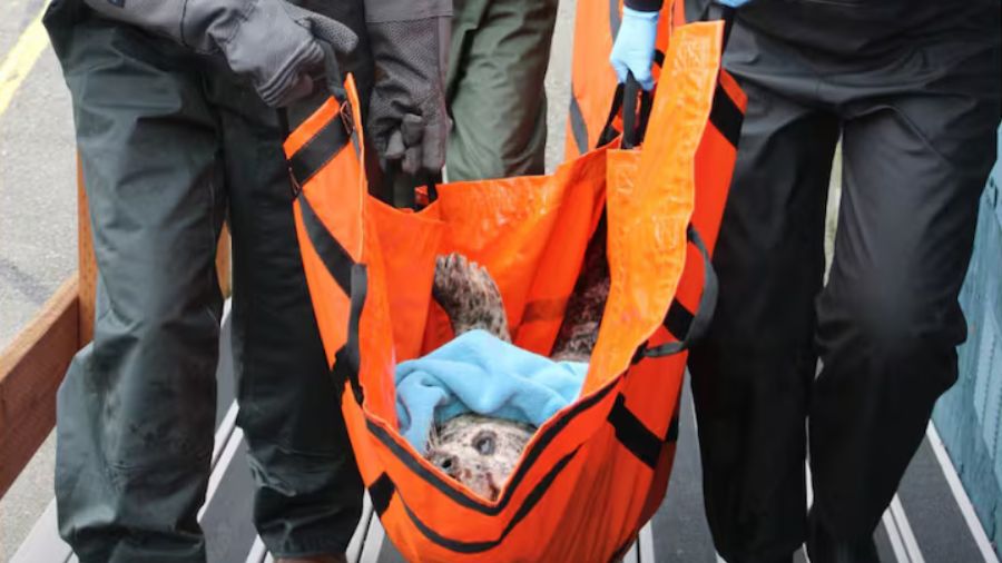 Harbor seal shot hood canal...