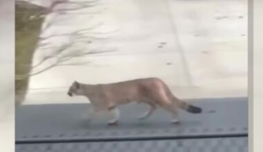 cougars bellingham wdfw...