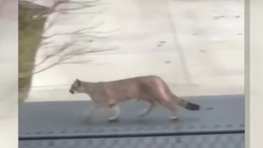 cougars bellingham wdfw...