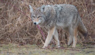 Coyote breeding season underway – what residents should know