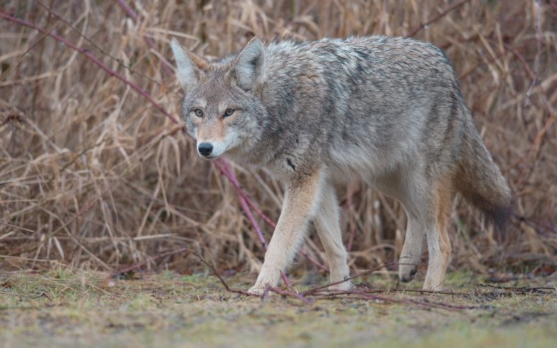 Coyote breeding season underway – what residents should know