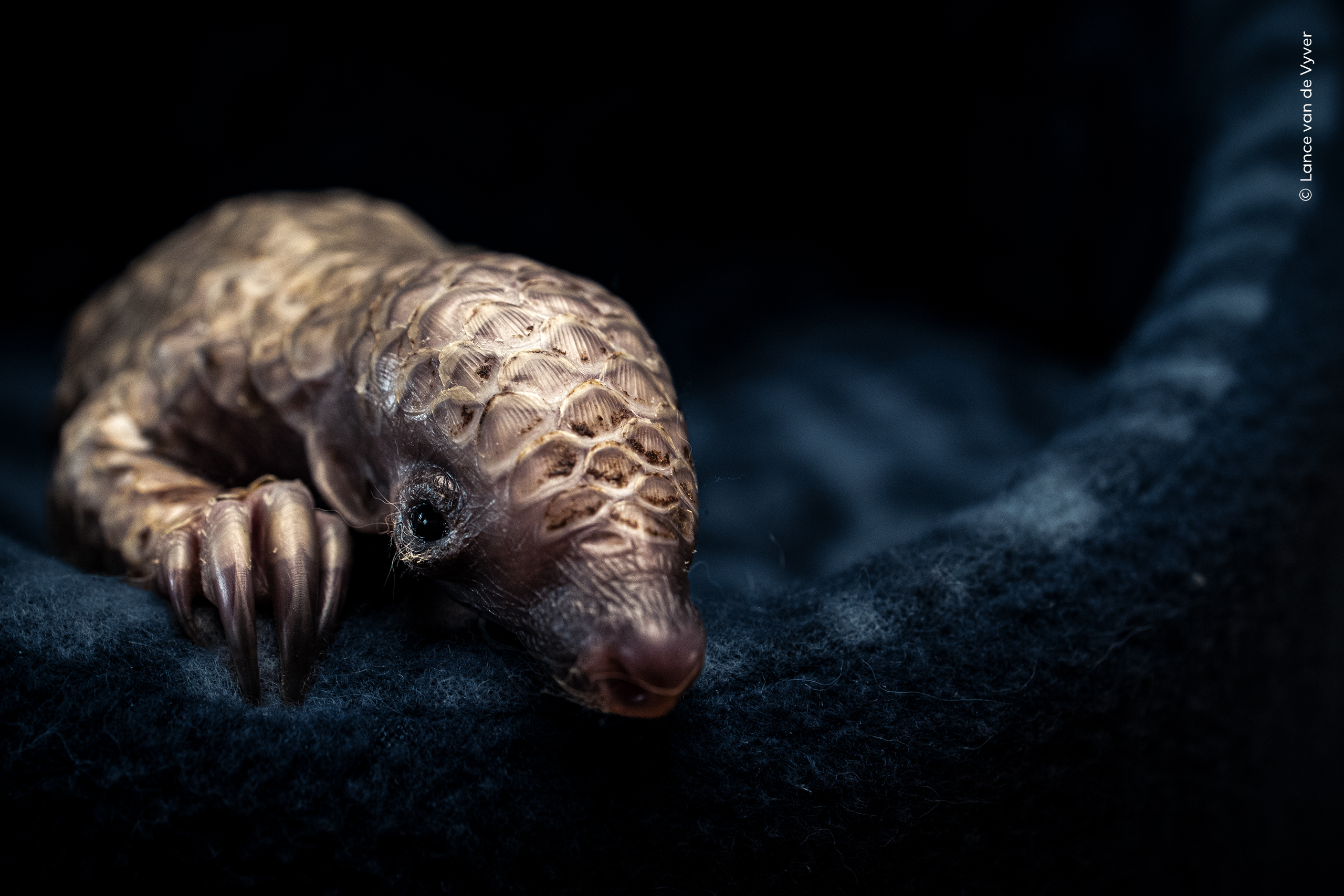 A pangolin pup at a rescue centre in South Africa.