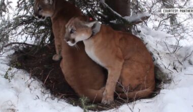 Wildlife experts urge caution in push for Vermont catamount comeback