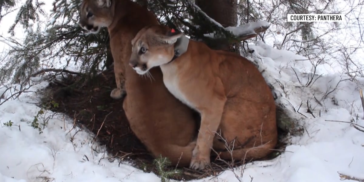 Wildlife experts urge caution in push for Vermont catamount comeback