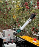 Washington State University's apple picking robot has an inflatable arm designed to be gentler on the trees. The unit is lightweight and designed to function in modern trellised orchards.