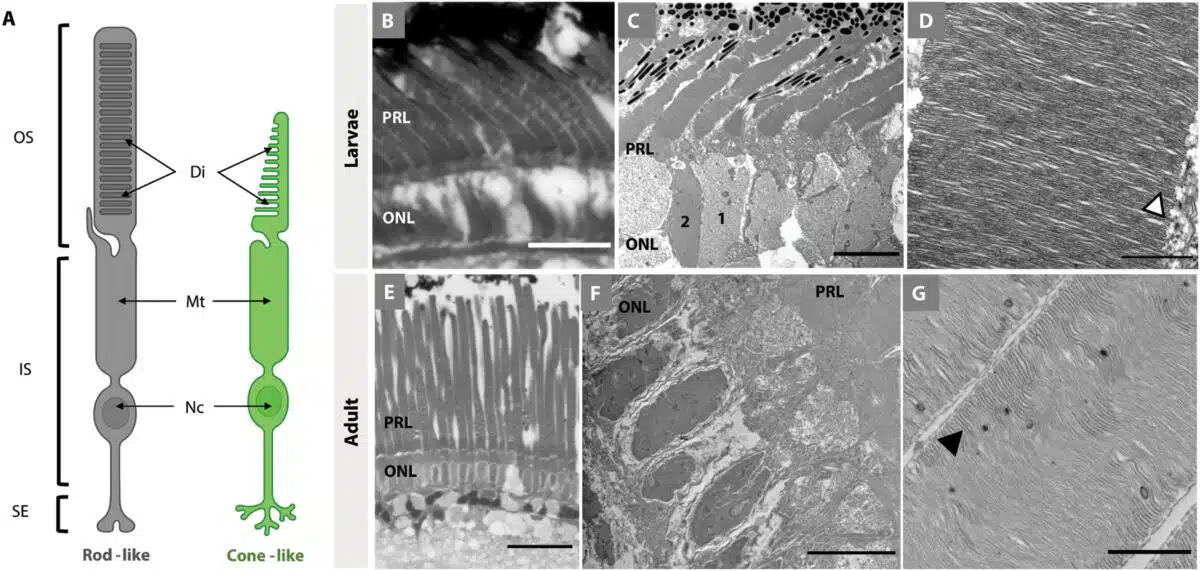 Visual Cells Remodel From Cone Like To True Rods With Age.