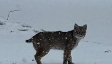 Iowa DNR says local bobcat sightings are a ‘wildlife success story’