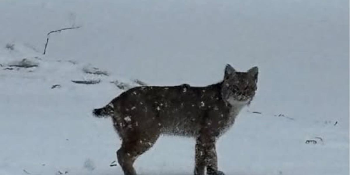 Iowa DNR says local bobcat sightings are a ‘wildlife success story’