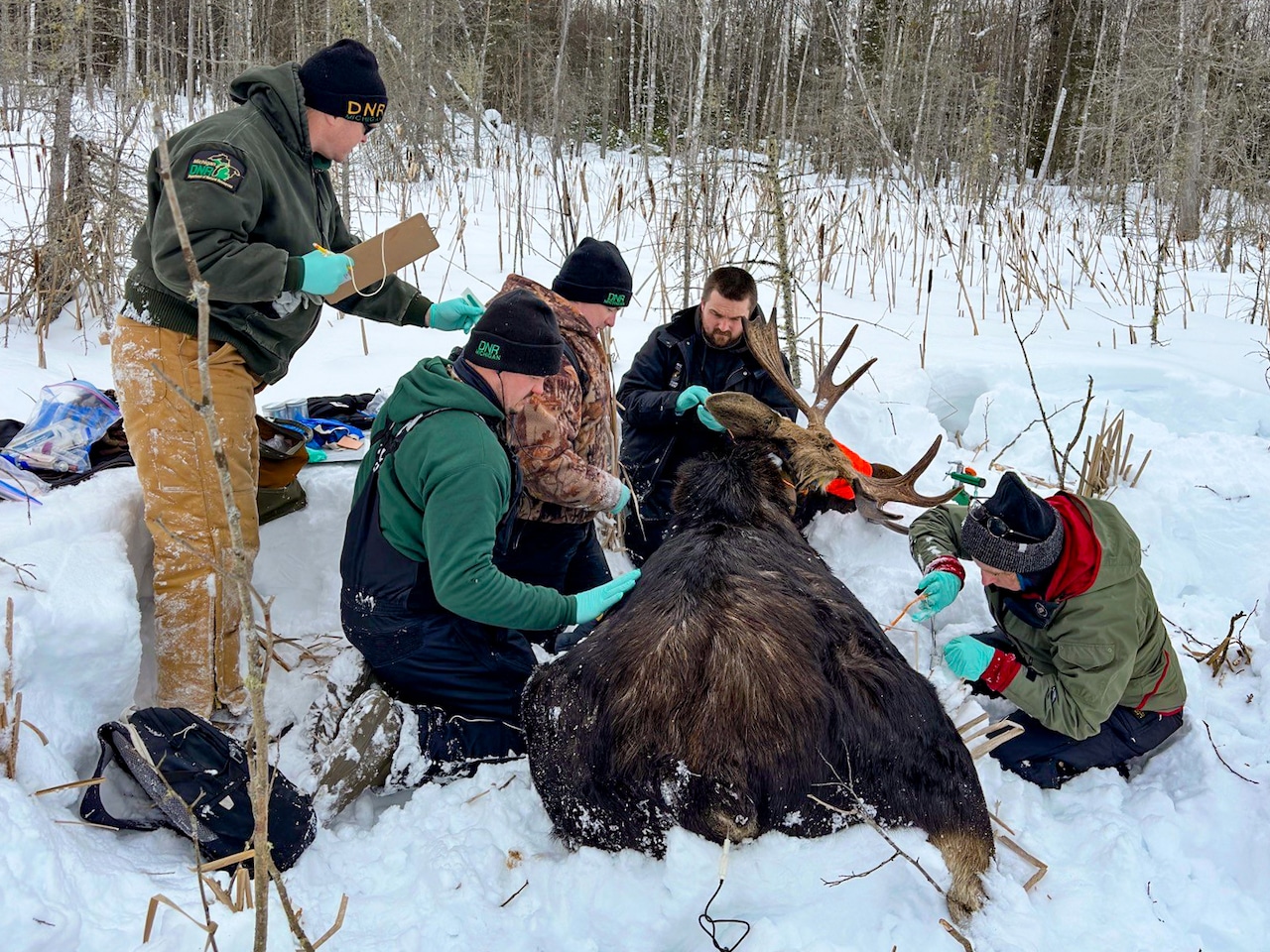 Collaring a moose in Upper Peninsula