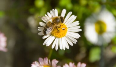 Bee on white daisy