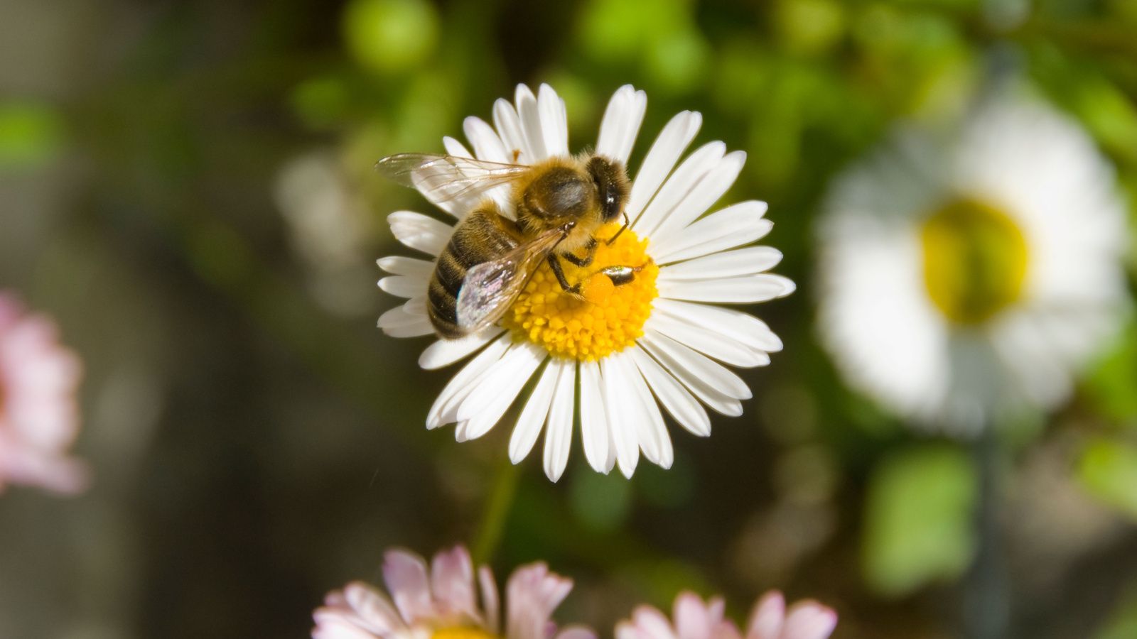 Bee on white daisy