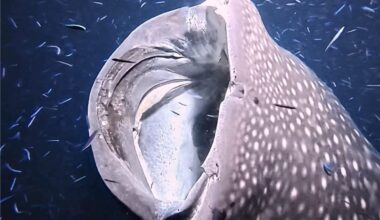 Whale shark in Maldives