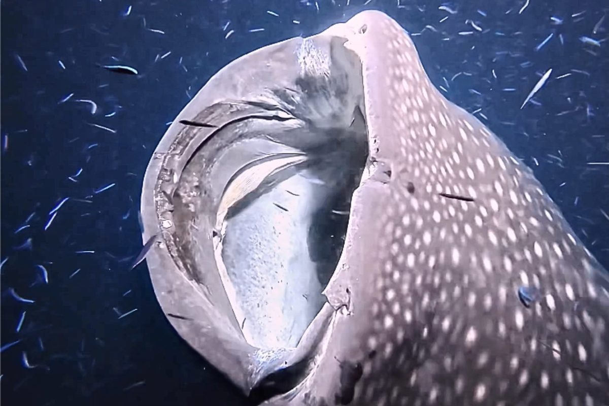Whale shark in Maldives