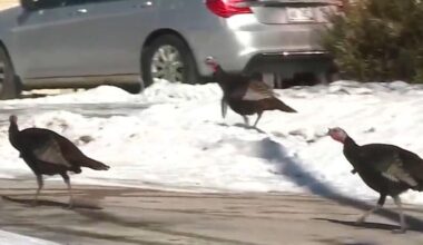 Wild turkeys terrorize Wisconsin neighborhood, chase postal workers