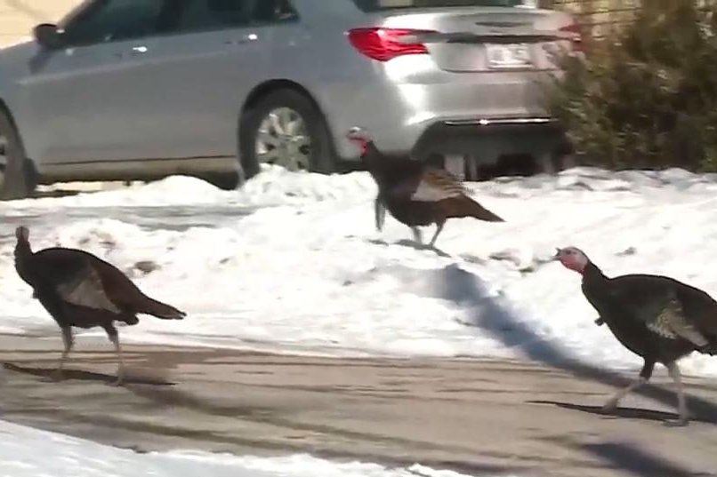 Wild turkeys terrorize Wisconsin neighborhood, chase postal workers