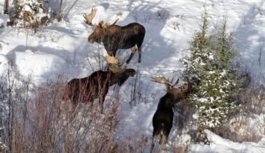 DNR completes first year of five-year moose study