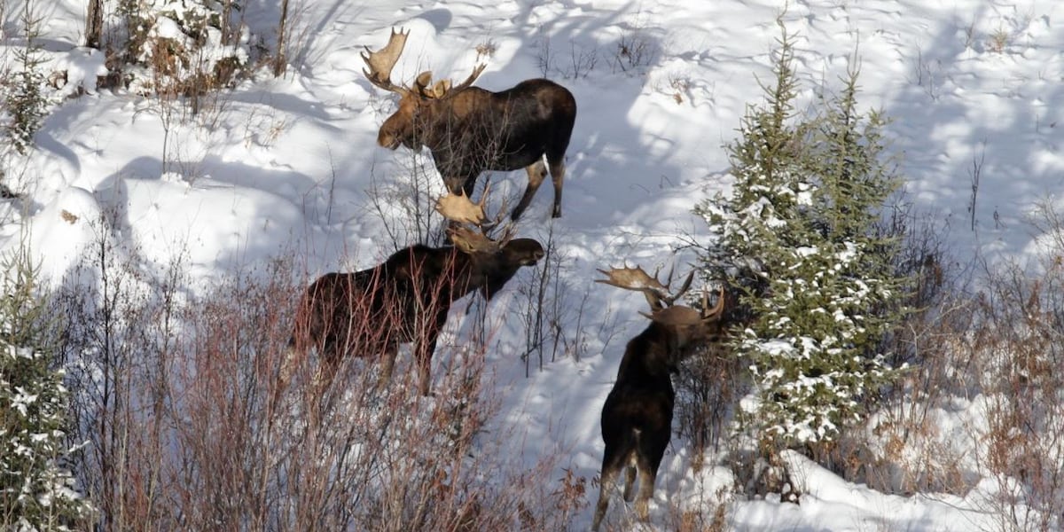 DNR completes first year of five-year moose study