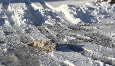 A Grey seal pup wandered off the beach in Harvey Cedars and ended up in the middle of Long Beach Boulevard on Tuesday, Feb. 24, 2026, a day after a snowstorm dropped a foot and a half of snow on the island.