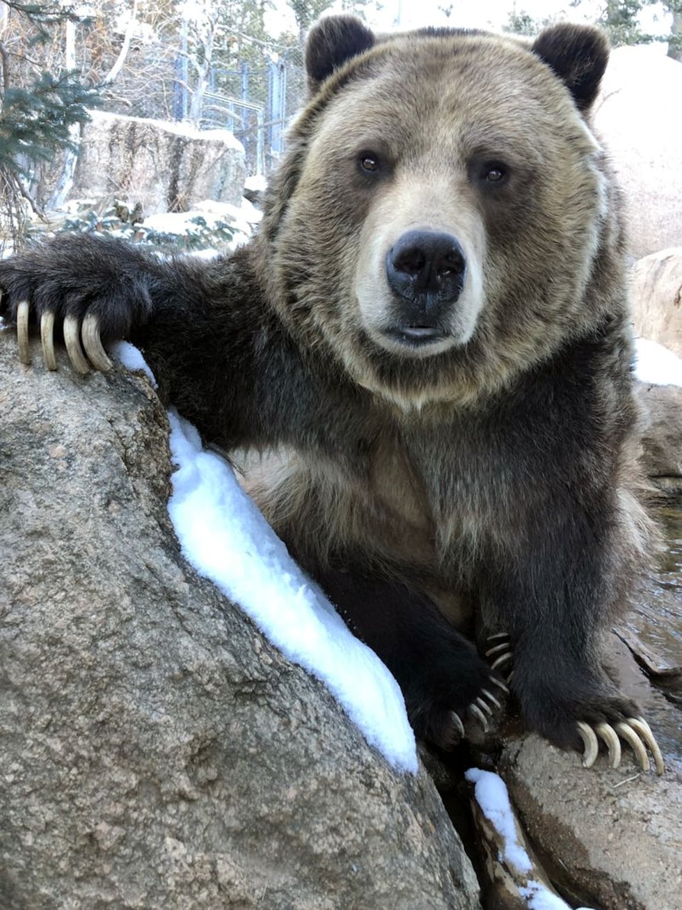 Emmett, a 21-year-old grizzly bear with the Cheyenne Mountain Zoo