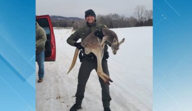 Pet kangaroo safely captured from roadway