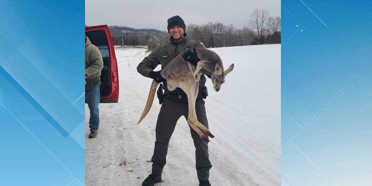 Pet kangaroo safely captured from roadway