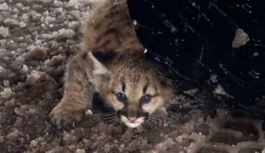 DNR investigations surge as Michigan sees rise in cougar sightings