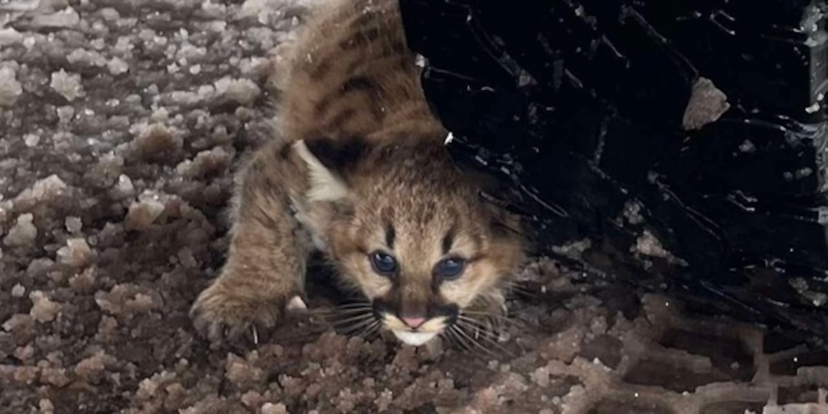 DNR investigations surge as Michigan sees rise in cougar sightings