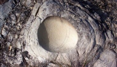 A Dinosaur Egg With Another Egg Inside It