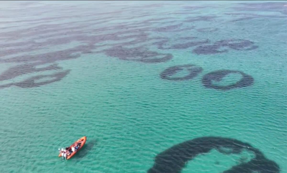 A Naturescot Monitoring Team Has Dubbed The Formations Seagrass Doughnuts