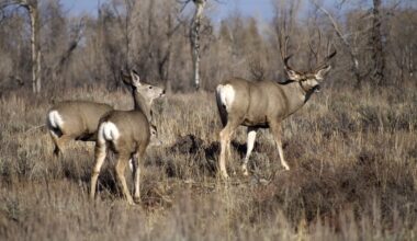 A wild mule deer watches ready to defend his mate in the woods of Wyoming
