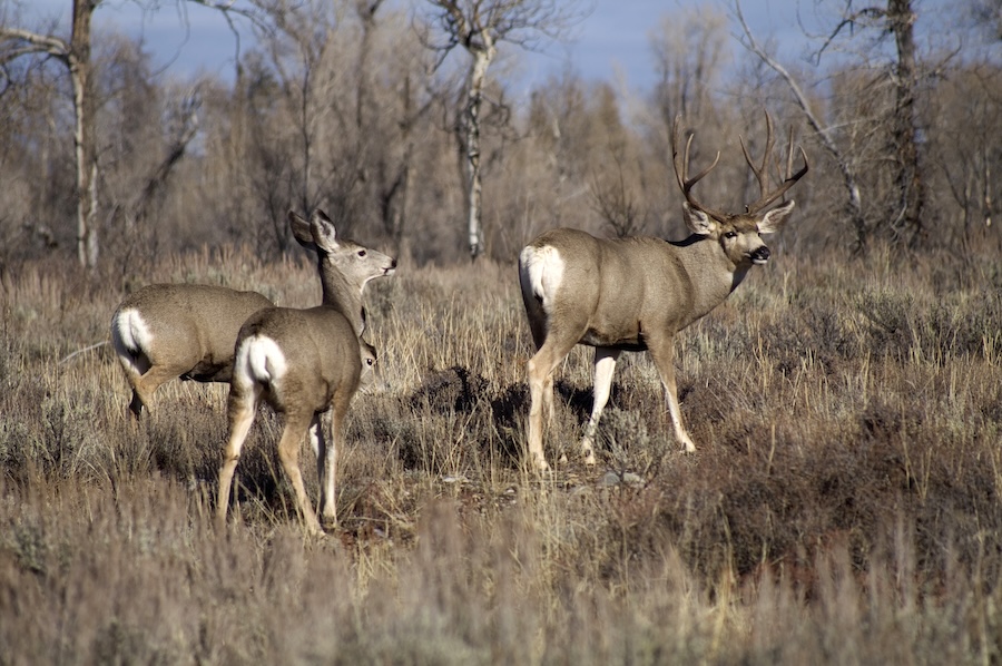A wild mule deer watches ready to defend his mate in the woods of Wyoming