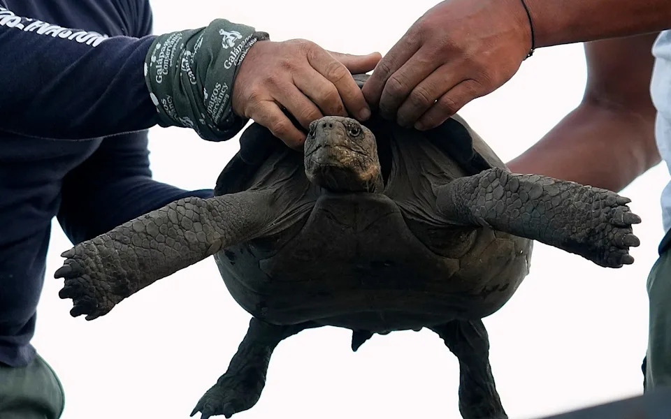 A giant tortoise is taken from its transport box and released on Floreana