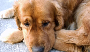 Yahoo lifestyle home