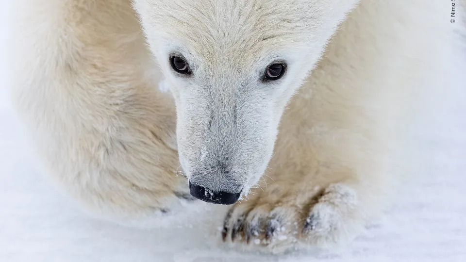 A polar bear cub looks into the camera as he accompanies his mother on an unsuccessful hunting trip on the Svalbard archipelago. - Nima Sarikhani/Wildlife Photographer of the Year