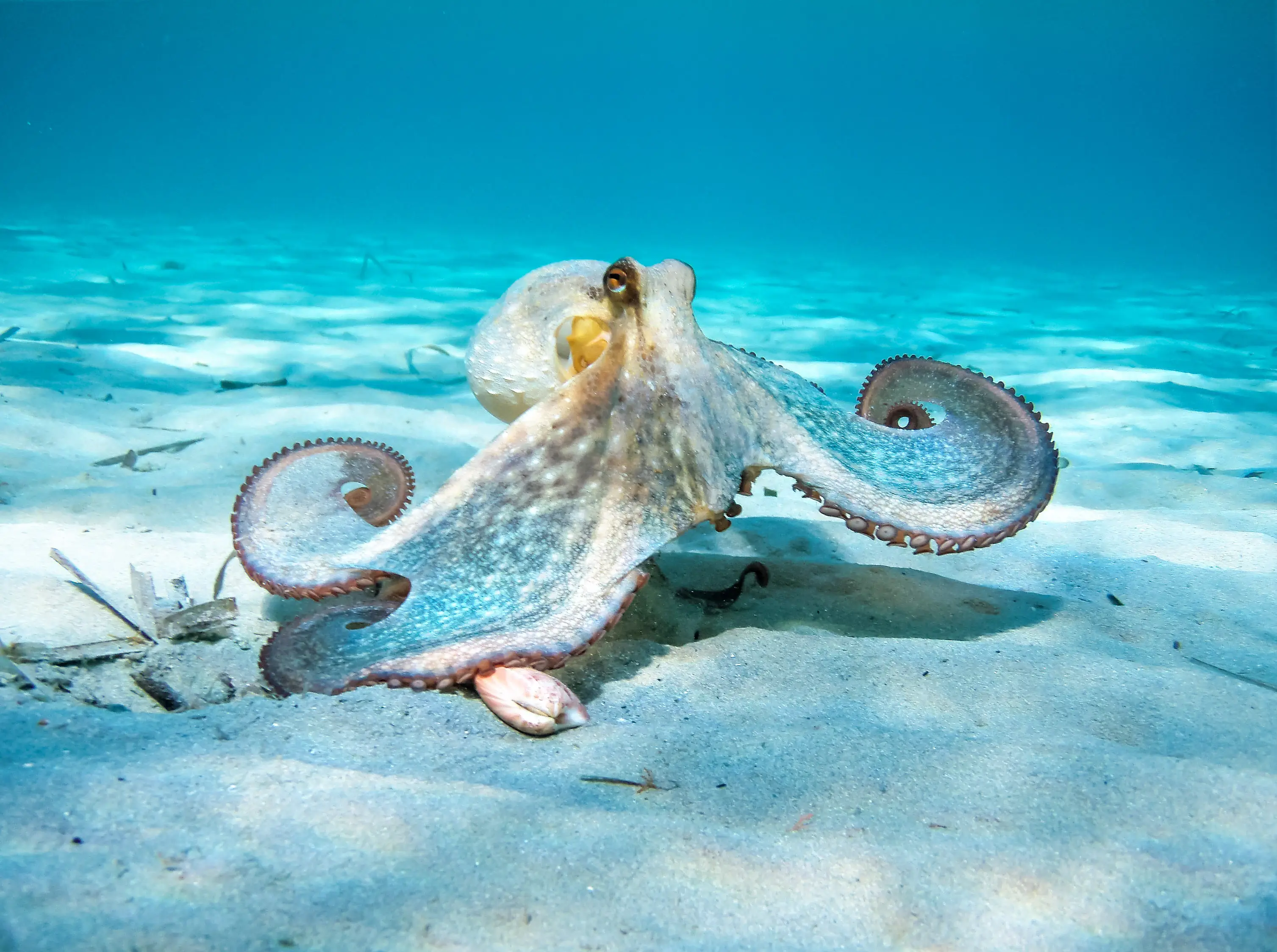 Octopuses are very intelligent (Nikos Stavrinidis/500px/Getty)