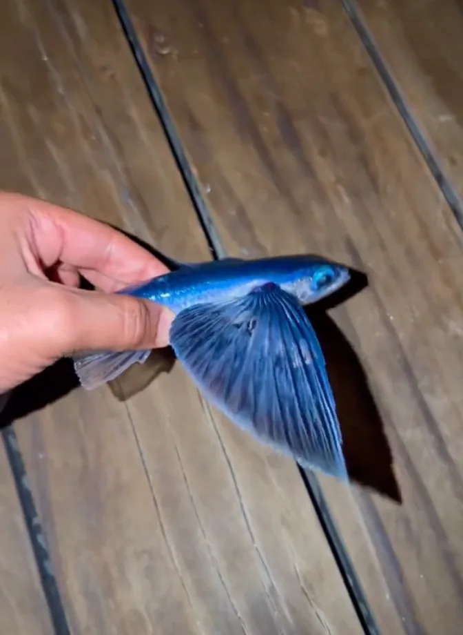   TikTok @craigdavid / Via tiktok.com