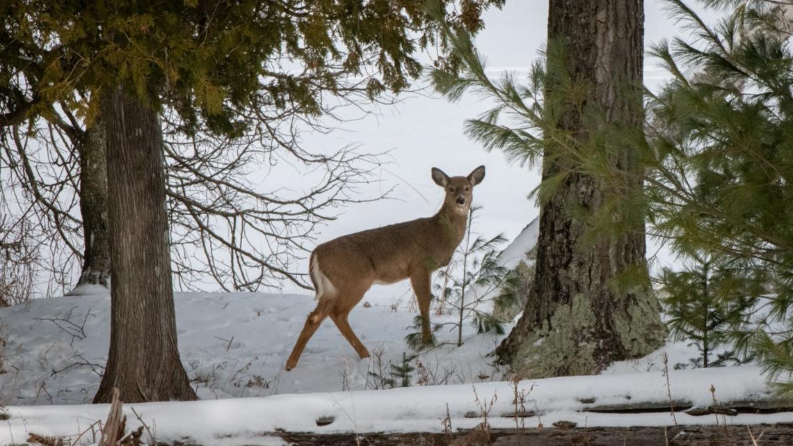 Michigan DNR reports another county where chronic wasting disease was discovered in wild deer