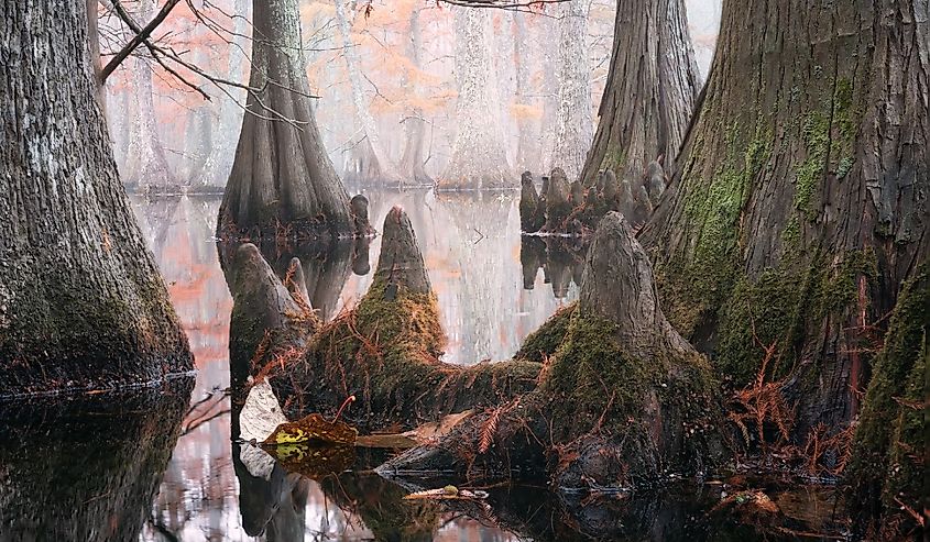 Bald cypress trees in Chicot State Park, Louisiana.