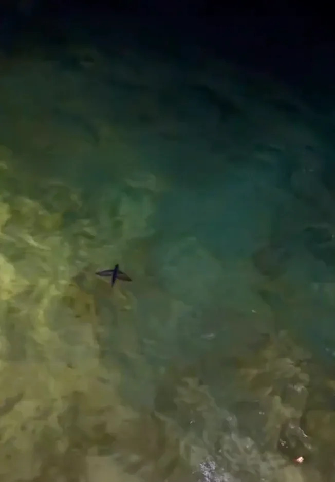   TikTok @craigdavid / Via tiktok.com