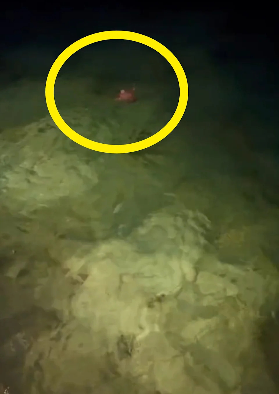   TikTok @craigdavid / Via tiktok.com