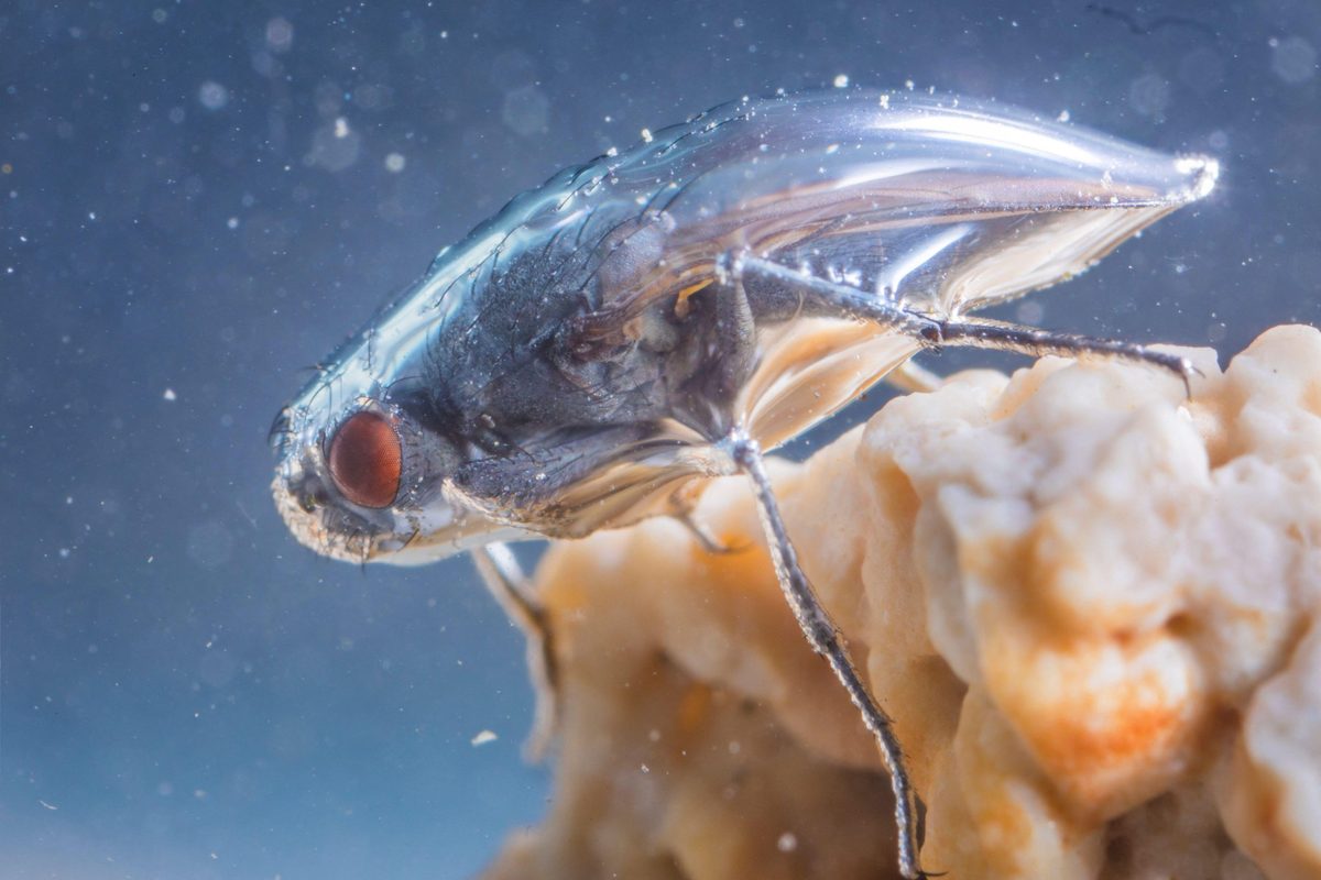 It might look like it's dressed in an inflatable space suit, but this body armour allows it to survive in a deadly, caustic lake