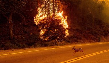 Wildfire smoke pollution linked to tens of thousands of deaths in U.S. per year, study finds