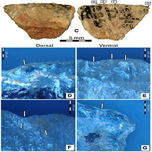 Scans of the poison arrowhead. (A) The buphanidrine and (B) epibuphanisine detected in sample 001. (C) Microlith 001 showing the reddish poisonous adhesive residue still adhering to the dorsal backed portion of the tool, D-G on the ventral edge correspond to the micrographs below. (D and E) Microscopic impact scars along the sharp ventral edge, and (F) transverse microstriations initiating from the sharp ventral edge. (G) Impact scars on the transition between the sharp ventral edge and one of the lateral sides. Credit: ScienceAdviser