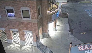 Lewiston mountain lion euthanized in backyard near elementary school